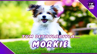 Morkie Köpek IrkıEN SEVİMLİ 2 IRKIN KARIŞIMI [upl. by Peednus]