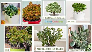 11 Best Crassula Ovatas  Most Beautiful Jade Plants [upl. by Wiles]