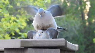 Mourning Doves Mating [upl. by Aliac]