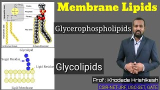 Lecture10 P2  Membrane Lipids  Cerebroside  Sphingolipids  Phosphatide  Ganglioside  Myelin [upl. by Goetz]