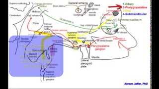 Cranial parasympathetic ganglia [upl. by Albina]