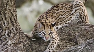 Leopard cats reappear in east China [upl. by Ecirehs]