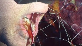 Shrimps and Cleaners  Reef Life of the Andaman  Part 21 [upl. by Akemej]