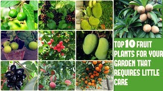 Top 10 Fruit Plants for your Garden that Requires Little Care [upl. by Aiset]