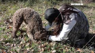 VIDEO RICERCA TARTUFO [upl. by Meryl]