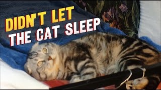 didnt let the cat sleep [upl. by Jeunesse]