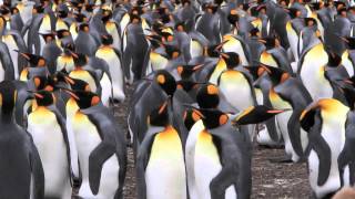 What Its Like Inside a King Penguin Rookery [upl. by Maurili]