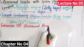 Acrosomal Reaction In Sea Urchin In Urdu Hindi  Developmental Biology  BS Zoology  MSc  Lec 05 [upl. by Duffy]