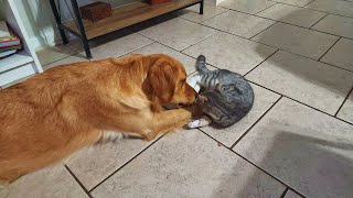 Kitty fights Golden Retriever🤣 [upl. by Judi]