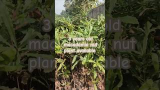 Big size macadamia nut plant available agriculture arunachalprades macadamianut bengluru [upl. by Airakaz]