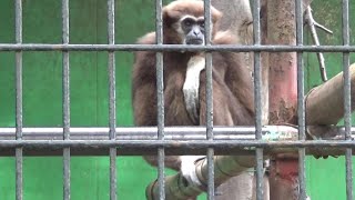 Cute whitehanded gibbon family 186 シロテテナガザル家族の日常【Cute animal videos】【羽村市動物園】 [upl. by Coppock745]