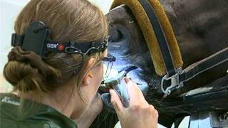 Dierenkliniek Vechtdal  Gebitsbehandeling [upl. by Torrence44]