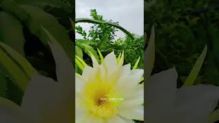 Golden Dragon Fruit Flower [upl. by Carolyne55]