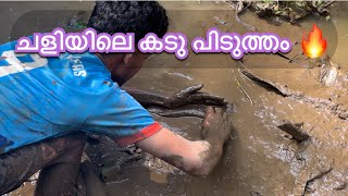 കുളം വറ്റിച്ചു ചളിയിലെ കടു പിടുത്തം 🥰  fishingvideo  kerala fish viral reallife kuttanadall [upl. by Sebastian]