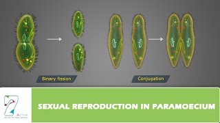 SEXUAL REPRODUCTION IN PARAMOECIUM [upl. by Anselmi98]