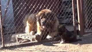 Caucasian Shepherd puppy kennel Sormovskaya Zarya [upl. by Ahsienroc]