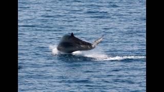 Stejnegers beaked whale／オウギハクジラ [upl. by Callas393]