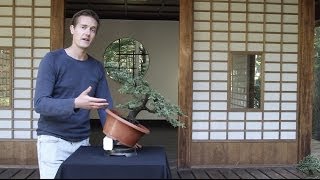 Bonsai basics how to grow a Bonsai tree [upl. by Ymmat279]