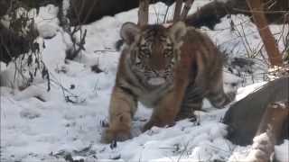 Tiger Cub Zoya Discovers Snow [upl. by Pike]