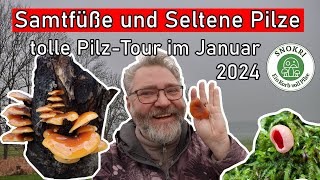 Samtfußrüblinge und besondere Pilze  Januar 2024  Die Pilzsaison ist eröffnet [upl. by Rebmac]