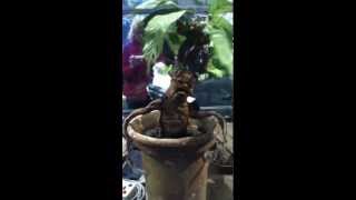 Mandrake Root Screaming  Harry Potter Studios London [upl. by Julius]