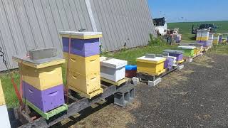 2024 Removing Queen cages using the hive lifter [upl. by Granny741]