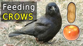 The Ultimate Guide to Feeding Crows in Your Backyard [upl. by Cleti]