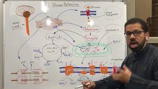 مقدمة في عملية ايض الجلوكوز Introduction to glucose metabolism [upl. by Hooker]