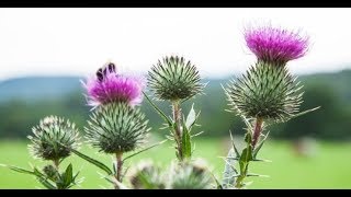 Milk Thistle Benefits Liver Disease Detoxification with Silymarin [upl. by Konopka]