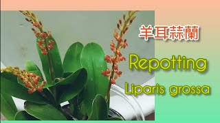 🐏Repotting 🌾Liparis grossa🌷羊耳蒜蘭🐑 [upl. by Akeirahs]