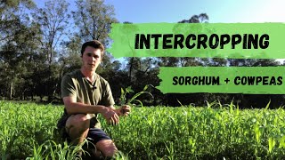 What is Intercropping  Sorghum and Cowpeas [upl. by Nohsal]