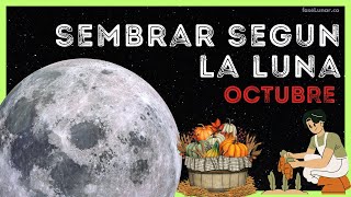 Calendario Lunar para SIEMBRA y JARDINERÍA en octubre 🌱🌿 Como Sembrar con la luna en Octubre [upl. by Nerahs679]