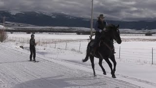 Wisdom getting ready for annual skijoring event [upl. by Osmen700]