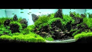 The Secret To Making Plants Bushy And CompactAquascaping [upl. by Qooraf]