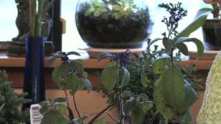 Flower Gardening Tips  How to Grow Common Heliotrope Heliotropium Arborescens [upl. by Yung895]