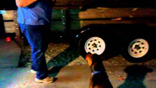 Crazy pitbull dog eats firework on the 4th of July [upl. by Lianne665]