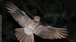 Common Potoo [upl. by Seow135]