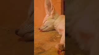 Fennec fox and its adaptation in hot desert [upl. by Thibaud]