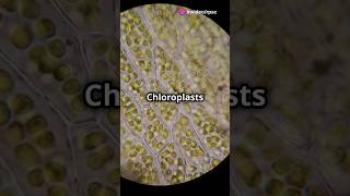 chloroplast characteristics rpsc science biology [upl. by Halimaj]