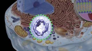 THEALOZ 3 Trehalose  Mechanism of Action [upl. by Emanuel]