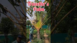 Travellers Palm Do You Know This Majestic Palm Variety [upl. by Daegal]