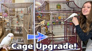 SETTING UP MY BUDGIE’S NEW CAGE  Pearl gets an upgrade [upl. by Anayit798]