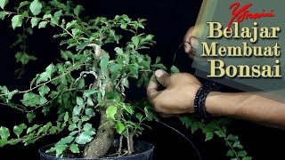 Bonsai Rukem Flacourtia Indica  Pengawatan dan Pembentukan Awal [upl. by Grew]