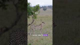 Speed Demons Unveiling the Astonishing Velocity of Cheetahs wildlife [upl. by Constantine]