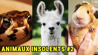 Le Manque De Respect INCROYABLE Des Animaux 2 [upl. by Earised109]