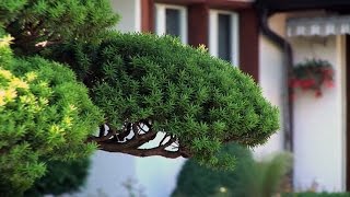 Gartenbonsai schneiden  Zeitpunkt Standort Pflege und Düngung [upl. by Etteiluj]