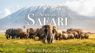 African Safari 4K  Scenic Wildlife Film With African Music [upl. by Maury612]