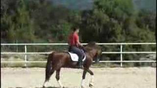 ANDALUSIAN HORSE PRE SPANISH HORSE [upl. by Storer]