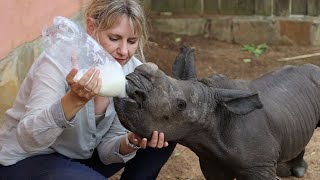 From Rhinos to Elephants  A Journey of Compassion with Adine Roode [upl. by Raman]