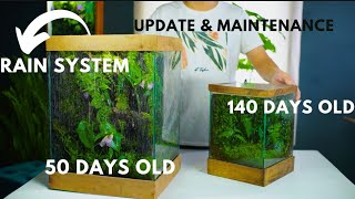 i made a terrarium rain gardens few months ago This happened [upl. by Orodoet]